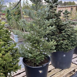 Abies koreana 'Silberlocke'_2023_Strom_80/100_10.září