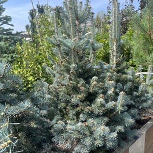Abies lasiocarpa 'Compacta'_2024_Strom_80/100_20.srpen
