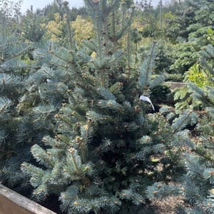 Abies lasiocarpa 'Compacta'_2024_Strom_80/100_20.srpen