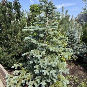 Abies nobilis _2024_Strom_100/125_20.srpen