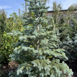 Abies nobilis _2024_Strom_100/125_20.srpen