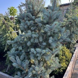 Abies nordmanniana 'Barabits Compact'_2024_Strom_80/100_20.srpen