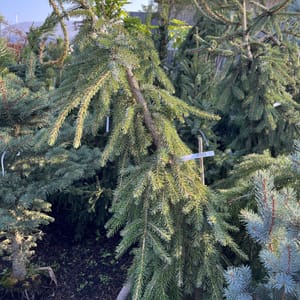 Abies nordmanniana 'Barabits Compact'_2024_Strom_80/100_20.srpen