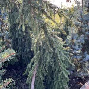 Abies nordmanniana 'Barabits Compact'_2024_Strom_80/100_20.srpen
