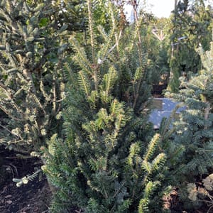 Abies pinsapo 'Fastigiata'_2023_Strom_100/125_20.srpen