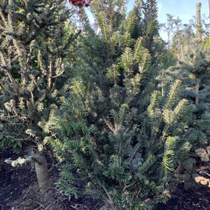 Abies pinsapo 'Fastigiata'_2023_Strom_100/125_20.srpen