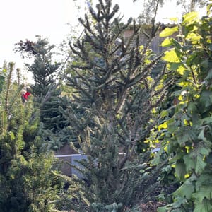 Abies pinsapo 'Fastigiata'_2023_Strom_100/125_20.srpen