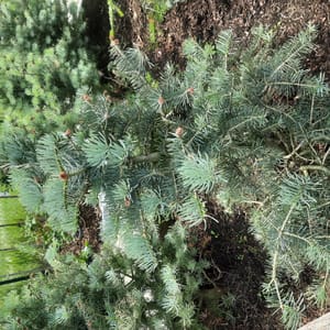 abies-00003103-červen