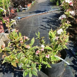 weigela-00006204-červen