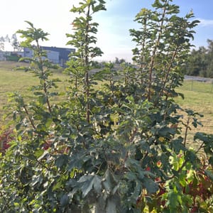 Acer campestre 'Anny's Globe'_2024_Na kmínku_125/150_6.září