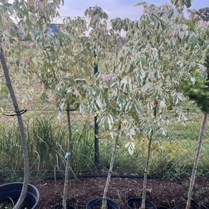 Acer negundo 'Flamingo'_2023_Na kmínku_100/125_6.září