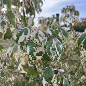 Acer negundo 'Flamingo'_2023_Na kmínku_100/125_6.září