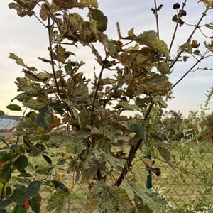 Acer pseudoplatanus 'Esc Sunsey'_2023_Na kmínku_100/125_6.září