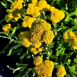 Achillea 'Moonshine'_2025__K12_14.červenec