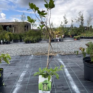 Actinidia arguta 'Issai'_2024_Keř__KK - krytokořené_10.září