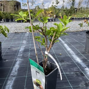 Actinidia arguta 'Issai'_2024_Keř__KK - krytokořené_10.září