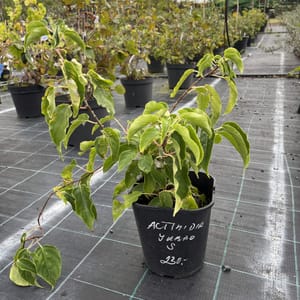 Actinidia arguta 'Jumbo'_2023_Keř__KK - krytokořené_10.září