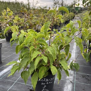 Actinidia arguta 'Jumbo'_2023_Keř__KK - krytokořené_10.září
