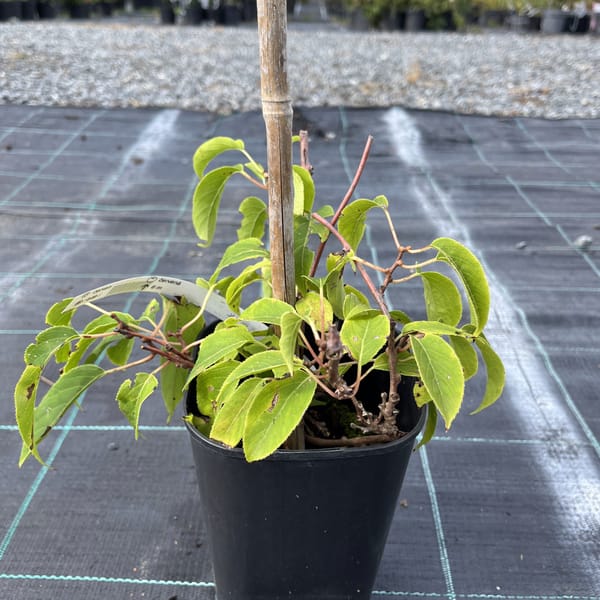 Actinidia arguta 'Kens Red'_2023_Keř__KK - krytokořené_10.září