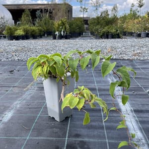 Actinidia arguta 'Red Jumbo'_2023_Keř__KK - krytokořené_10.září