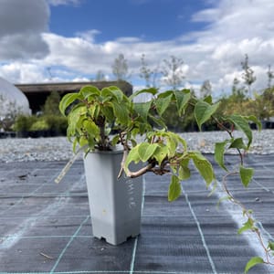 Actinidia arguta 'Red Jumbo'_2023_Keř__KK - krytokořené_10.září