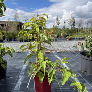 Actinidia arguta 'Weiki'_2024_Keř__KK - krytokořené_10.září