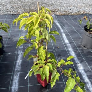 Actinidia arguta 'Weiki'_2024_Keř__KK - krytokořené_10.září