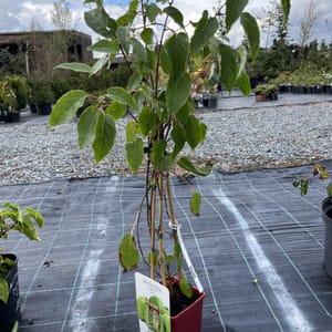 Actinidia arguta 'Weiki'_2024_Keř__KK - krytokořené_10.září