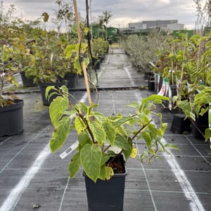 Actinidia arguta 'Weiki'_2024_Keř__KK - krytokořené_10.září