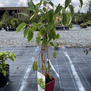 Actinidia arguta 'Weiki'_2024_Keř__KK - krytokořené_10.září