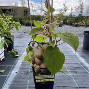 Actinidia deliciosa 'Tomuri'_2024_Keř__KK - krytokořené_10.září
