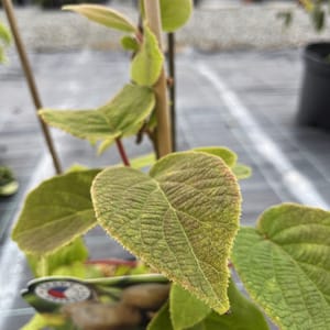Actinidia deliciosa 'Tomuri'_2024_Keř__KK - krytokořené_10.září