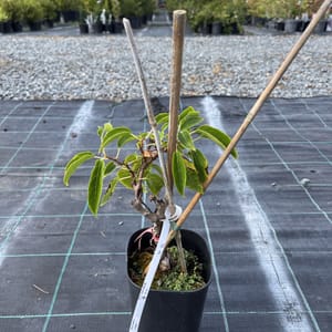 Actinídia kolomikta 'Vitakola'_2023_Keř__KK - krytokořené_10.září