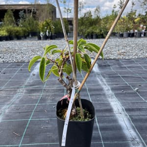 Actinídia kolomikta 'Vitakola'_2023_Keř__KK - krytokořené_10.září