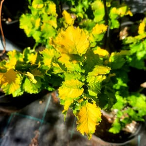 ulmus-00007672-červen