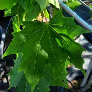 acer-00004197-červen