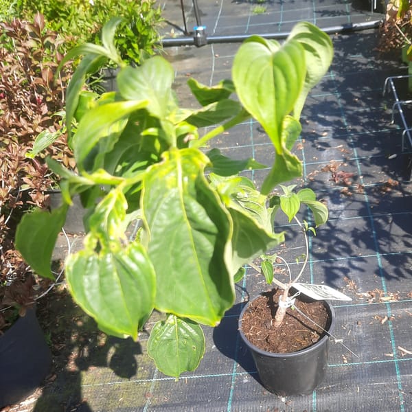 cornus-00007320-červen