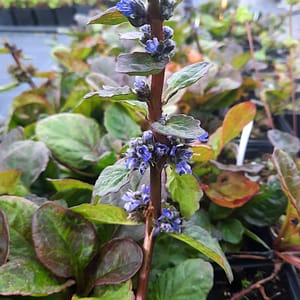 Ajuga reptans  'Catlin's Giant'_2025__K9_10.červenec