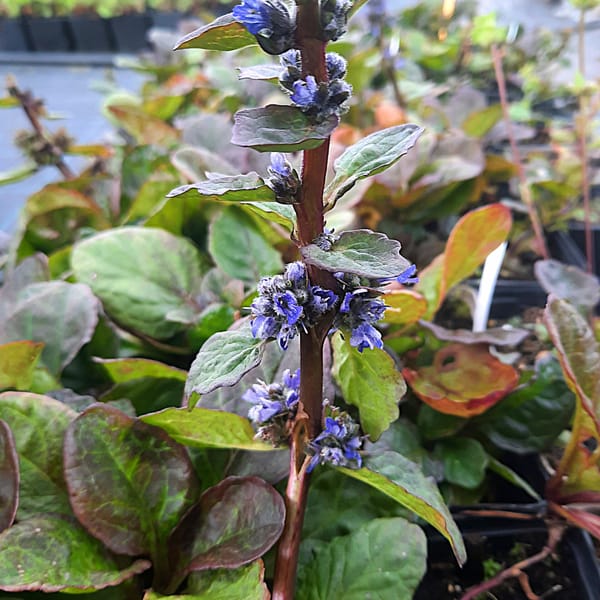 Ajuga reptans  'Catlin's Giant'_2025__K9_10.červenec