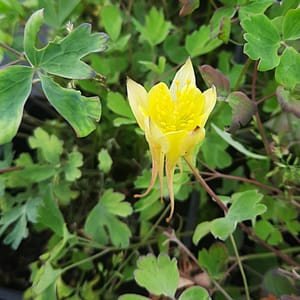 Aquilegia chrysantha 'Yellow Queen'_2025__K9_16.červenec