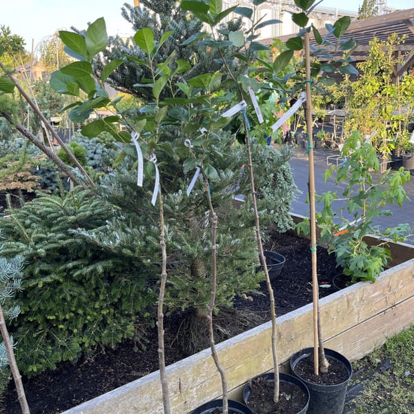 Aronia melanocarpa 'Nero'_2024_Na kmínku_100/125_20.srpen