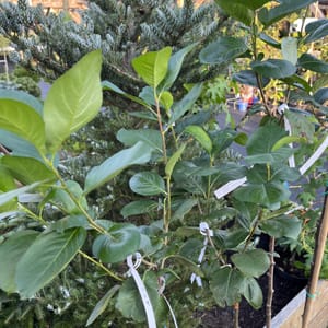 Aronia melanocarpa 'Nero'_2024_Na kmínku_100/125_20.srpen