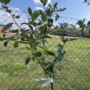 Aronia melanocarpa 'Nero'_2024_Na kmínku_100/125_21.srpen