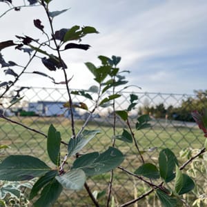 Aronia melanocarpa 'Nero'_2024_Na kmínku_100/125_6.září