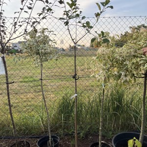 Aronia melanocarpa 'Nero'_2024_Na kmínku_100/125_6.září