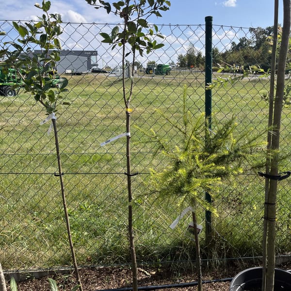 Aronia prunifolia 'Viking'_2024_Na kmínku__KK - krytokořené_21.srpen