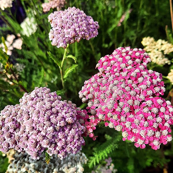 Aster dumosus 'Professor Anton Kippenberg'_2025__K12_16.červenec