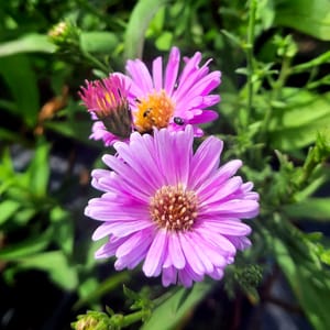 Aster dumosus 'Rosenwichtel'_2025__K9_10.červenec