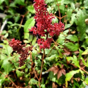 Astilbe arendsii 'Fanal'_2025__K9_17.červenec