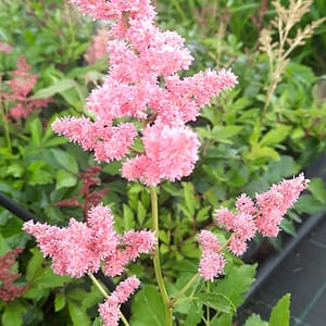 Astilbe × arendsii HYBRIDS ASTARY® 'Mix'_2025__K9_16.červenec